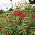 Salvia lemonei - plante vivace exotique de plein soleil 3 couleurs disponibles rose violet rouge 0.3m